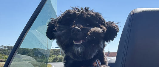 Veilig autorijden met je hond