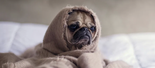 Loopsheid bij je hond