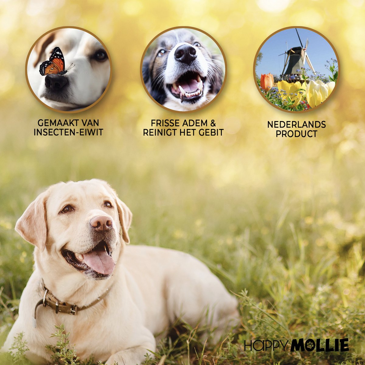 Mollie's Bugtreats