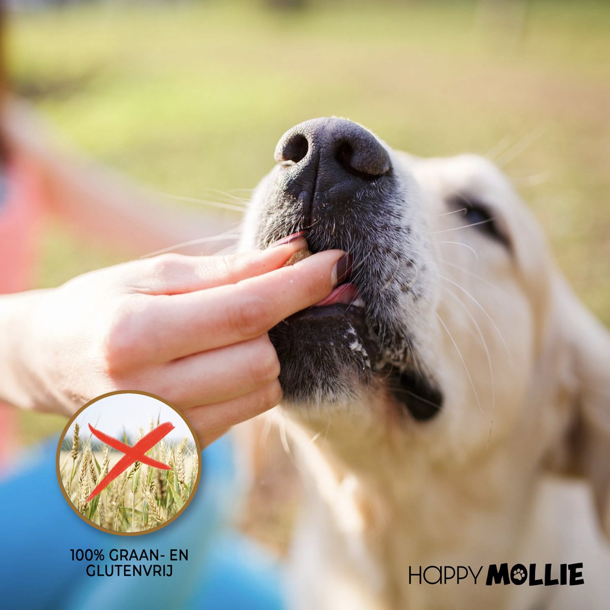 Mollie's Bugtreats