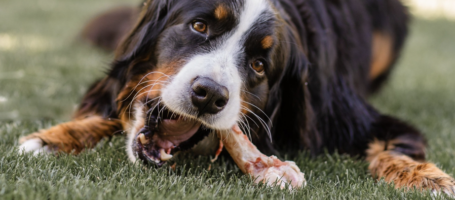 Het gebit van je hond