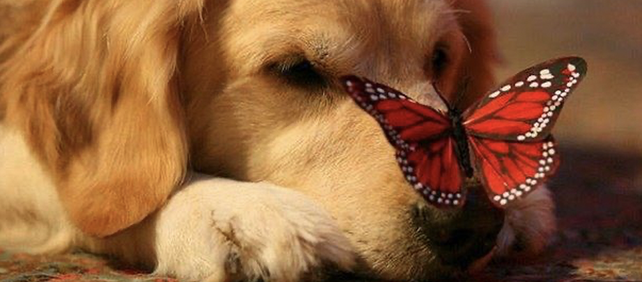 Een snack gemaakt van insecten, raar of niet?