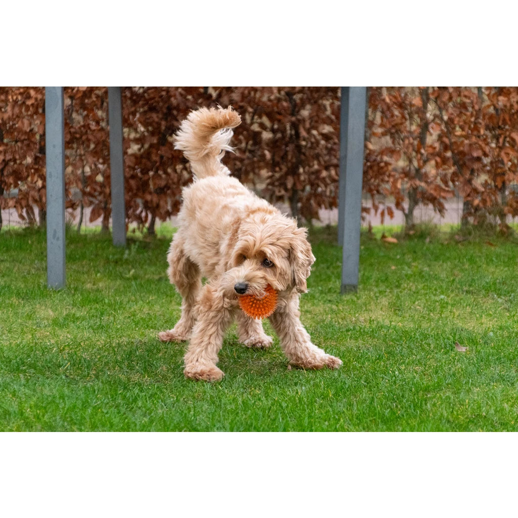 Super egelbal. Stuitert, drijft én piept