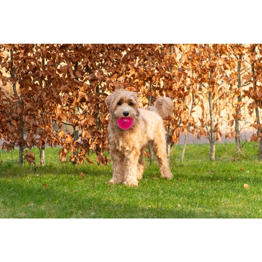 Super egelbal. Stuitert, drijft én piept