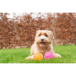 Super egelbal. Stuitert, drijft én piept